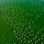 Stunning aerial shot of a large flock of flamingos in a green lake, Denizli, Türkiye.