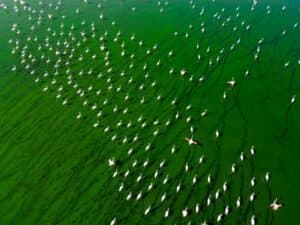 Stunning aerial shot of a large flock of flamingos in a green lake, Denizli, Türkiye.