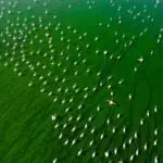 Stunning aerial shot of a large flock of flamingos in a green lake, Denizli, Türkiye.